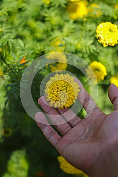 Yellow flowers of Marigold in the hands.