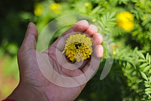 Yellow flowers of Marigold in the hands. Background for beauty in nature concept, lonely, acceptance, panorama