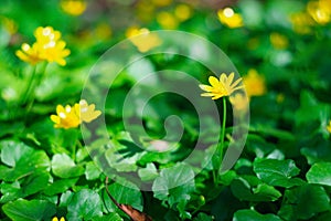 Yellow flowers of meadow buttercup on a background of green grass.