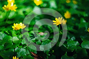 Yellow flowers of meadow buttercup on a background of green grass.