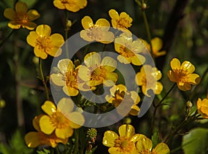 Yellow flowers of meadow buttercup on a background of green grass