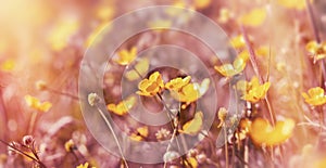 Yellow flowers in meadow (springtime) - Buttercup flower