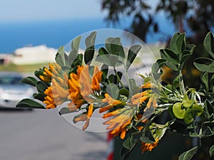 Medicago Arborea Or Tree Medick Flowers In Crete Greece photo