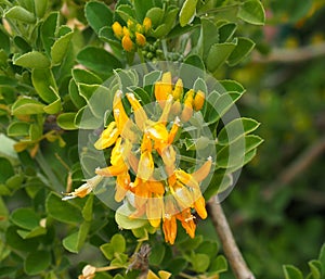 Medicago Arborea Or Tree Medick Flowers In Crete Greece photo