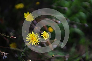 Yellow flowers of medicinal coltsfoot