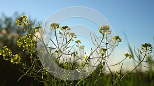 The Yellow Flowers of the Medicinal Plant Sisymbrium loeselii. The Yellow Flowers of Wild Small Tumbleweed Mustard. A