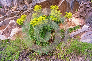 Yellow flowers of Mediterranean spurge Euphorbia characias in mountains