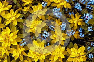 Yellow flowers of milkweed and blue forget-me-nots in spring