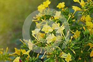 Yellow  flowers of Mirabilis Jalapa four o`clock flower photo