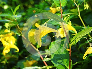 Yellow flowers with morning dew, Lithuania