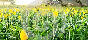 Yellow Flowers In The Morning. Have a greatful day