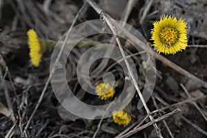 Yellow flowers mother and stepmother