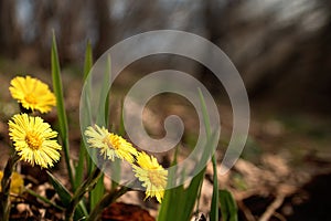 Yellow flowers mother and stepmother