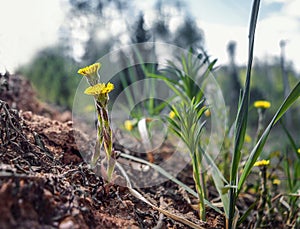 Yellow flowers of the mother and stepmother.