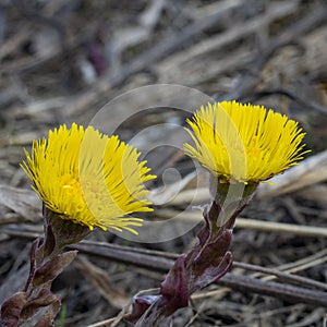 Yellow flowers mother and stepmother on a blurred background close-up. Two flowers coltsfoot. Medicinal plant