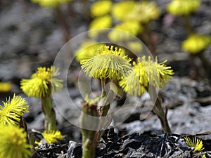 Yellow flowers of mother and stepmother close up