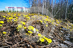 Yellow flowers mother and stepmother on a solar clearing.