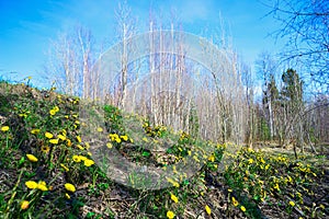 Yellow flowers mother and stepmother on a solar clearing.