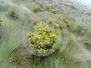 Yellow flowers on Mount Fuya Fuya, in Ecuador photo