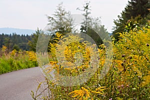 Yellow flowers on a mountain road in Moravian-Silesian region in the Czechs republic photo