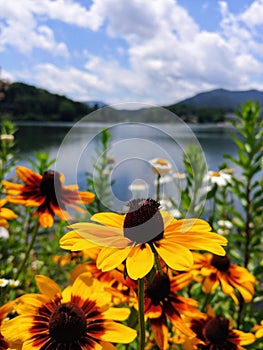 Yellow flowers on mountian lake