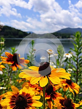 Yellow flowers on mountian lake photo