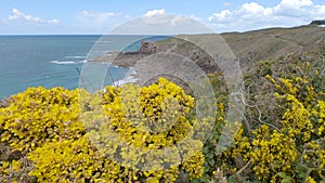 Yellow Flowers Moving in the Wind in Brittany