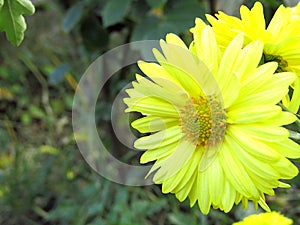 Yellow flowers of mums Chrysanthemum in the garden. Bokeh background.Closeup