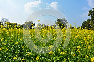 Yellow flowers of mustard field with blue sky and clouds sky.