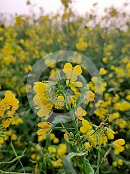 Yellow flowers, mustard plant, flower, Nature,