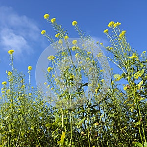 Yellow flowers of mustard seed plants against blue sky