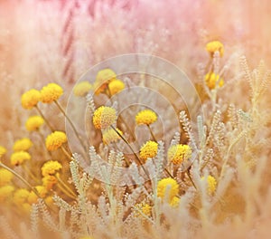 Yellow flowers