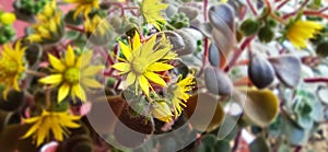 Yellow flowers in my garden with spring coming