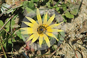 Yellow flowers in my mind photo