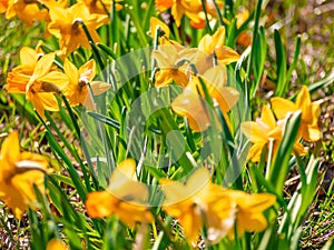 Yellow flowers narcissus