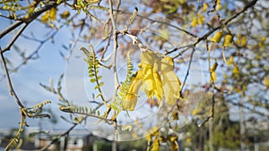 Yellow flowers of the native Kowhai tree along the suburban street in Auckland