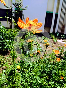 Yellow Flowers of nature