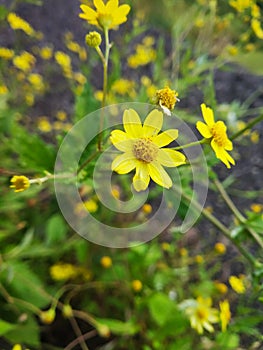 Yellow flowers in the Nature