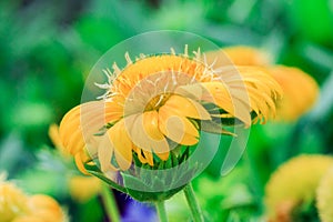 Yellow flowers in nature are blooming