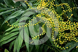 Yellow flowers of Neanthe bella palm / Chamaedorea elegans