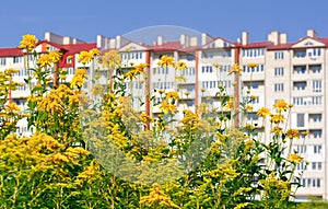 Yellow flowers near the building photo