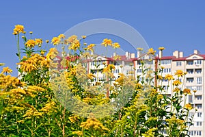 Yellow flowers near the building photo