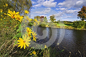 Yellow flowers near Hron river by Sliac village