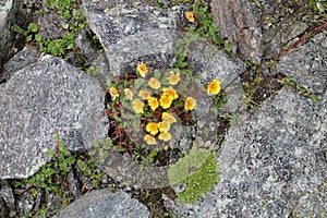 Yellow flowers near Neue Prager HÃ¼tte, Grossvenediger 3666 m