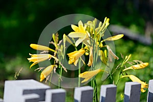 Yellow flowers near wooden fence