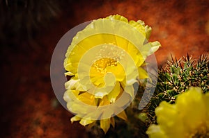Yellow flowers of Neoporteria Cactus