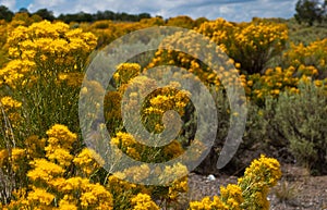 Yellow flowers of New Mexico Golden Rabbit Brush