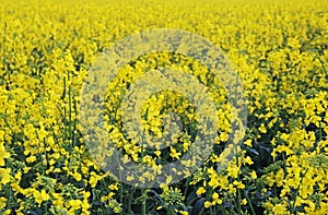 Yellow flowers of oil in rapeseed field