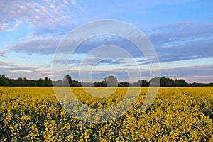 Yellow flowers of oil in rapeseed field with colorful sky and clouds in the evening