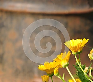 Yellow flowers on an orange rusty iron background